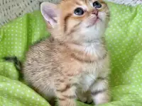 Шотландские котята ЗОЛОТАЯ ШИНШИЛЛА, фотография 5