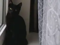 Нежная девочка котёнок