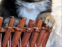 Щенки чихуа хуа