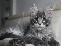 Мейн-кун котенок!, фотография 3