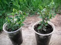 Продам декоративные растения., фотография 7