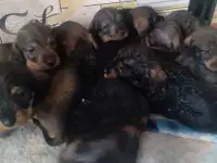 Щенки таксы
