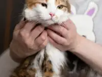 Пушинка - кошечка для человека, фотография 3