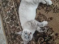 Отдам в хорошие руки.