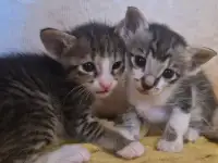 Ориентальные котята, фотография 3