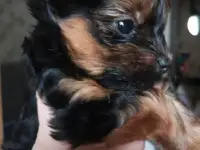 Продажа животных, фотография 2