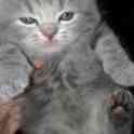 Шотландские котята, фотография 3