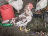 Продам молодых породных петухов, фотография 4