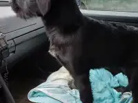 SOS!!! ЩЕНОК-МЕТИС КУРЦХААРА, фотография 6
