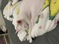 Котенок сфинкса браш арлекин 5 месяцев, фотография 3