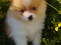 Шпиц мальчик, фотография 3