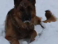 Щенки немецкой овчарки
