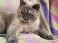 Союшка. Кошка Соя. Привита, кастрирована, фотография 2