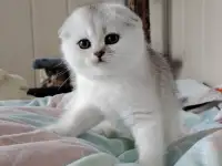 Коштландская кошечка, котенок., фотография 2