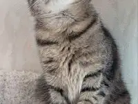 Котенок подросток Манюня, фотография 8