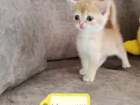 Котята, шотландские и британские., фотография 5