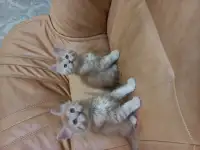 Котята мэйн кун, 2 мес., фотография 2