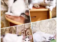 Кошка ищет любящую семью, фотография 3
