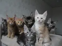 Мальчики мейн-куны., фотография 4