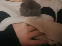 Продам британских котят, фотография 5