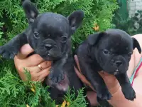 Щенки французского бульдога