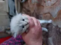 Котята в дар, фотография 7