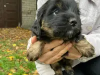 Щенки Бесплатно, фотография 6
