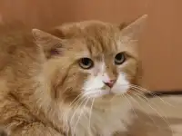 Благородный котик Леонард в добрые ручки в дар!, фотография 9