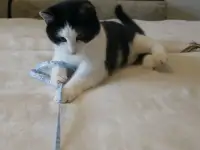 Домашний котенок 4мес. Умный, чуткий, заботливый, веселый, разговаривает