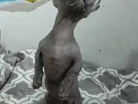 Котенок бамбино канадский сфинкс, фотография 2