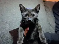 Отдам даром, фотография 2