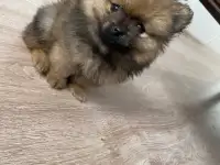 померанский щенок