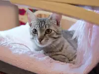 Полосатый котенок Лёлик спасен с улицы и ищет дом и любящую семью!, фотография 7