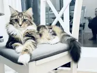 Очаровательная девочка Мейн-Кун, фотография 6