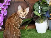 Бенгальские котята из питомника: котик -2