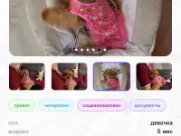 Мальтипу ф1 элитные мини и микро Корея только у нас