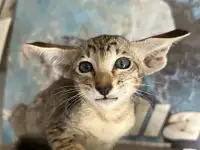 Ориентальные котята, ориенталы., фотография 3