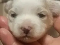 Мальтийской болонки щенки