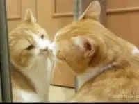 Чудесный рыжий котик Бонечка ищет дом и семью!, фотография 5
