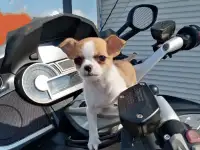 Щенок чихуахуа девочка, фотография 2