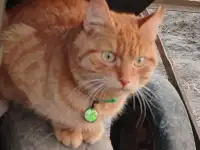 Пропал рыжий кот, фотография 10