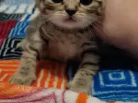 Шотландские вислоухие котята