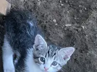 Котята, фотография 4