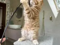 Крупный мальчик мейн-кун, фотография 4
