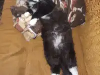 Потерялась кошечка