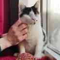 Котик ищет дом