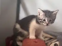 Котята в дар от домашней кошечки, фотография 2