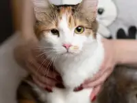 Пушинка - кошечка для человека, фотография 8