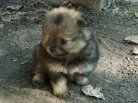 Супер девочка померанского шпица