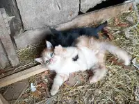 Котята, фотография 3